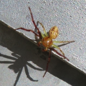 Thomisidae (family) at Coombs, ACT - 8 Jan 2022