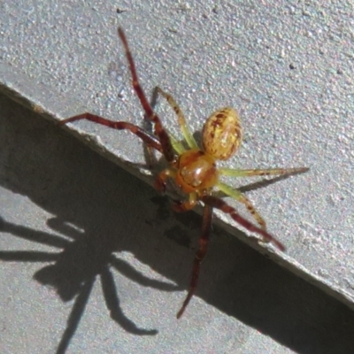 Thomisidae (family) (Unidentified Crab spider or Flower spider) at Coombs Ponds - 8 Jan 2022 by Christine