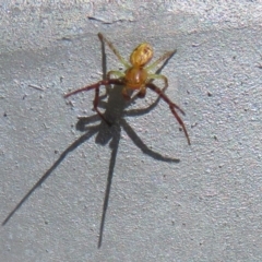 Thomisidae (family) at Coombs, ACT - 8 Jan 2022