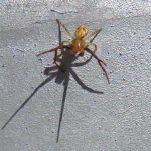 Thomisidae (family) at Coombs, ACT - 8 Jan 2022 04:42 PM