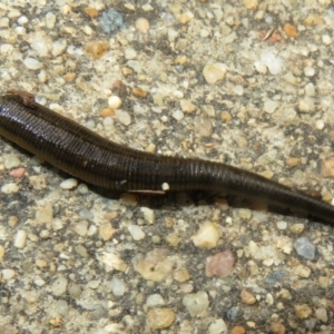 Hirudinea sp. (Class) at Isabella Plains, ACT - 9 Jan 2022