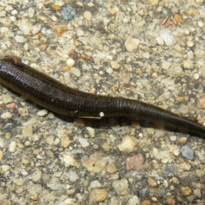 Hirudinea sp. (Class) (Unidentified Leech) at Tuggeranong Creek to Monash Grassland - 9 Jan 2022 by Christine