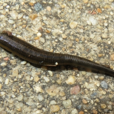 Hirudinea sp. (Class) (Unidentified Leech) at Isabella Pond - 9 Jan 2022 by Christine