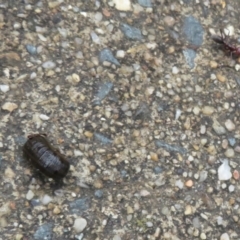 Hirudinea sp. (Class) at Isabella Plains, ACT - 9 Jan 2022