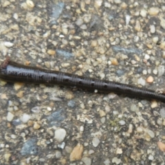 Hirudinea sp. (Class) at Isabella Plains, ACT - 9 Jan 2022