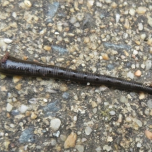 Hirudinea sp. (Class) at Isabella Plains, ACT - 9 Jan 2022