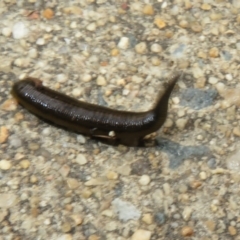 Hirudinea sp. (Class) at Isabella Plains, ACT - 9 Jan 2022