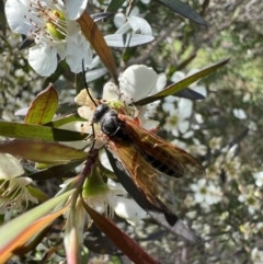 Unidentified Flower wasp (Scoliidae & Tiphiidae) (TBC) at Murrumbateman, NSW - 11 Jan 2022 by SimoneC