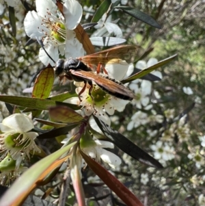 Thynninae (subfamily) at Murrumbateman, NSW - 11 Jan 2022 05:57 PM