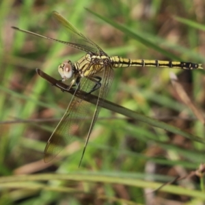 Orthetrum caledonicum at Cook, ACT - 11 Jan 2022