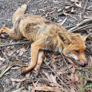 Vulpes vulpes at Penrose, NSW - suppressed