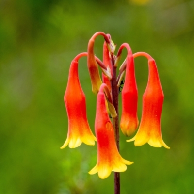 Blandfordia nobilis (Christmas Bells) at Wingello, NSW - 11 Jan 2022 by Aussiegall