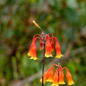 Blandfordia nobilis at Wingello, NSW - 11 Jan 2022