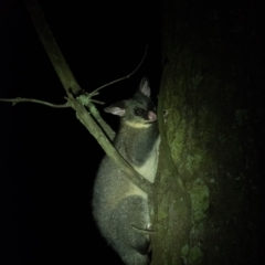Trichosurus vulpecula (Common Brushtail Possum) at Penrose, NSW - 10 Jan 2022 by Aussiegall