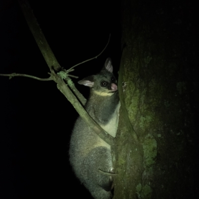 Trichosurus vulpecula (Common Brushtail Possum) at Wingecarribee Local Government Area - 10 Jan 2022 by Aussiegall
