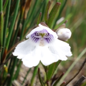 Prostanthera linearis at Hyams Beach, NSW - 12 Jan 2022