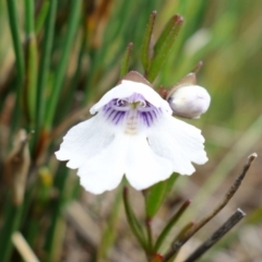 Prostanthera linearis at Hyams Beach, NSW - 12 Jan 2022