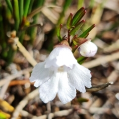 Prostanthera linearis at Hyams Beach, NSW - 12 Jan 2022 04:25 PM