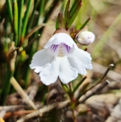 Prostanthera linearis at Hyams Beach, NSW - 12 Jan 2022