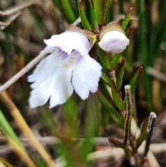 Prostanthera linearis at Hyams Beach, NSW - 12 Jan 2022 04:25 PM
