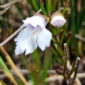 Prostanthera linearis at Hyams Beach, NSW - 12 Jan 2022 04:25 PM