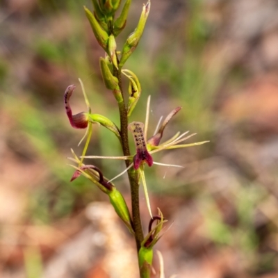 Cryptostylis leptochila (Small Tongue Orchid) at Wingecarribee Local Government Area - 10 Jan 2022 by Aussiegall
