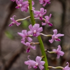 Dipodium roseum (Rosy Hyacinth Orchid) at Wingecarribee Local Government Area - 11 Jan 2022 by Aussiegall