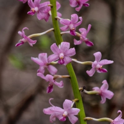 Dipodium roseum (Rosy Hyacinth Orchid) at Wingello - 11 Jan 2022 by Aussiegall