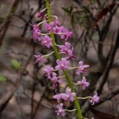 Dipodium roseum at Wingello, NSW - suppressed