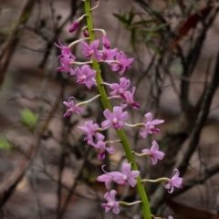 Dipodium roseum at Wingello, NSW - 11 Jan 2022