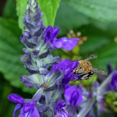 Amegilla sp. (genus) (Blue Banded Bee) at Penrose - 9 Jan 2022 by Aussiegall