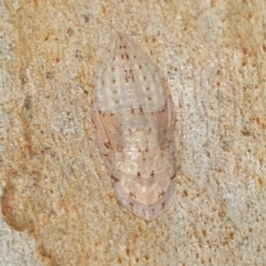 Ledromorpha planirostris at Acton, ACT - 12 Jan 2022