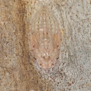 Ledromorpha planirostris at Acton, ACT - 12 Jan 2022