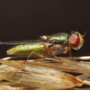 Odontomyia decipiens at Acton, ACT - 7 Jan 2022