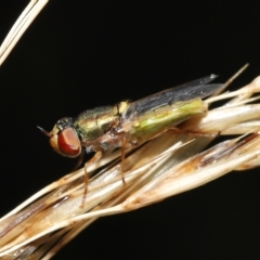 Odontomyia decipiens at Acton, ACT - 7 Jan 2022