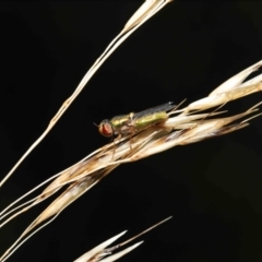 Odontomyia decipiens at Acton, ACT - 7 Jan 2022