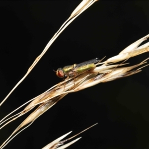 Odontomyia decipiens at Acton, ACT - 7 Jan 2022