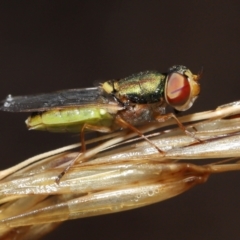 Odontomyia decipiens at Acton, ACT - 7 Jan 2022