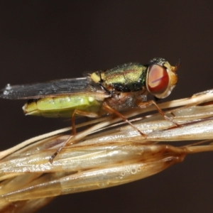 Odontomyia decipiens at Acton, ACT - 7 Jan 2022