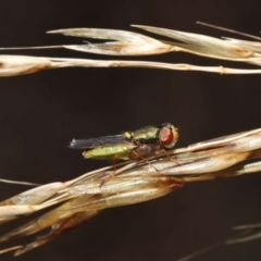 Odontomyia decipiens at Acton, ACT - 7 Jan 2022