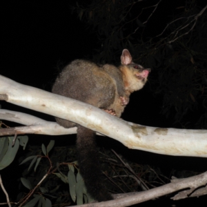 Trichosurus vulpecula at Tennent, ACT - 9 Jan 2022 10:15 PM