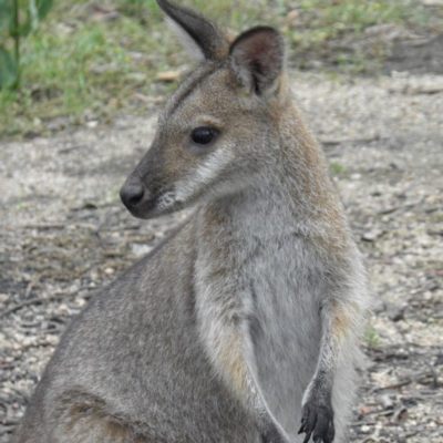 Notamacropus rufogriseus (Red-necked Wallaby) at Tennent, ACT - 9 Jan 2022 by MatthewFrawley