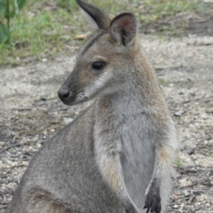 Notamacropus rufogriseus (Red-necked Wallaby) at Tennent, ACT - 9 Jan 2022 by MatthewFrawley