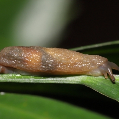 Cystopelta sp. (genus) (Unidentified Cystopelta Slug) at Acton, ACT - 7 Jan 2022 by TimL