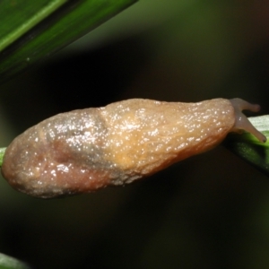 Cystopelta sp. (genus) at Acton, ACT - 7 Jan 2022