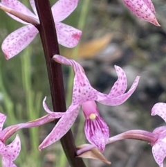 Dipodium roseum (Rosy Hyacinth Orchid) at Namadgi National Park - 12 Jan 2022 by JaneR