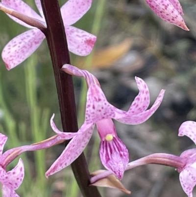 Dipodium roseum (Rosy Hyacinth Orchid) at Booth, ACT - 12 Jan 2022 by JaneR