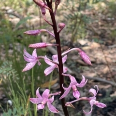 Dipodium roseum at Booth, ACT - 12 Jan 2022