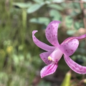 Dipodium roseum at Booth, ACT - 12 Jan 2022