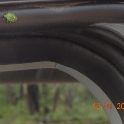 Ocirrhoe unimaculata (Green Stink Bug) at Mount Clear, ACT - 12 Jan 2022 by GirtsO